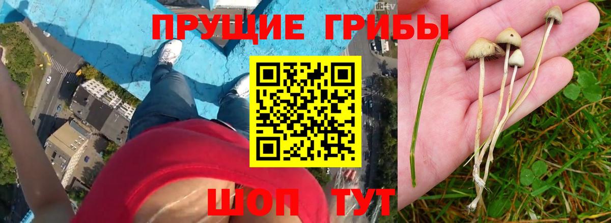 Псилоцибиновые грибы MAGIC MUSHROOMS  где найти наркотики  Галлюциногенные грибы прущие грибы  Борзя 